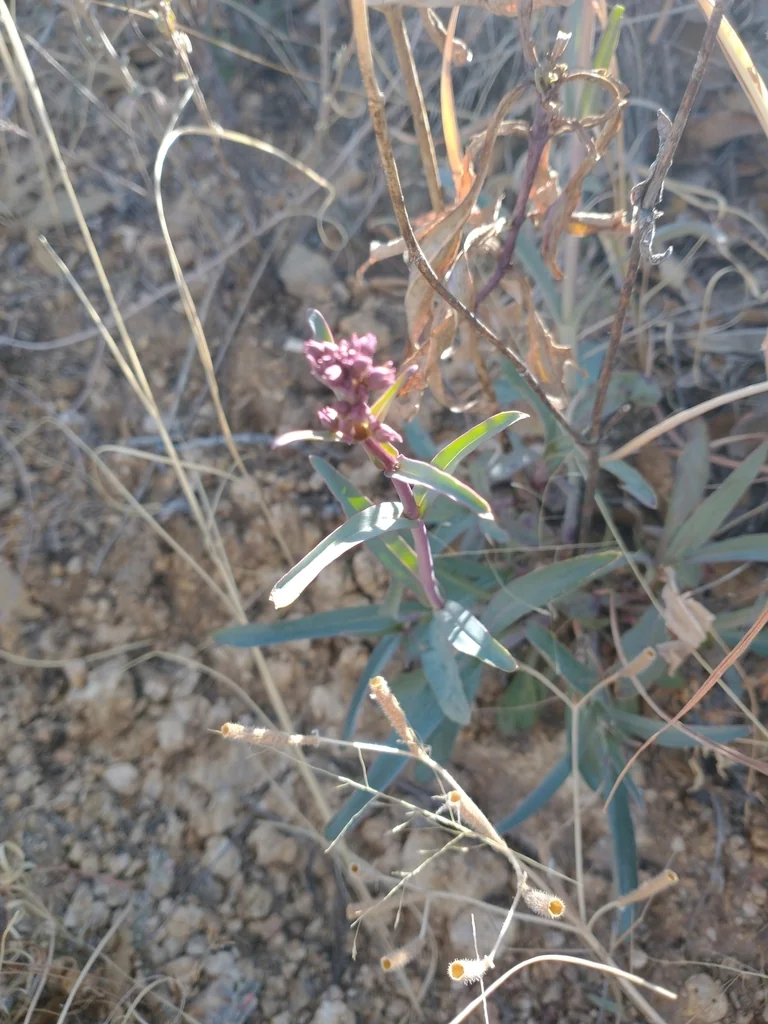 Penstemon Parryi