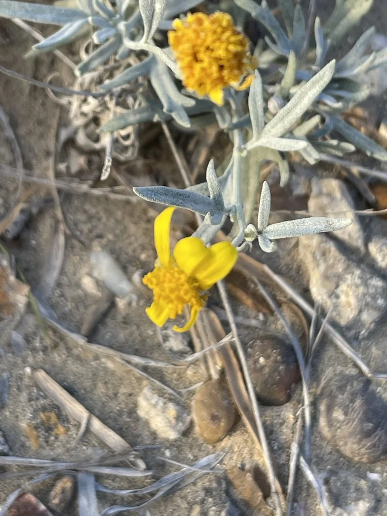 Bahia Absinthifolia