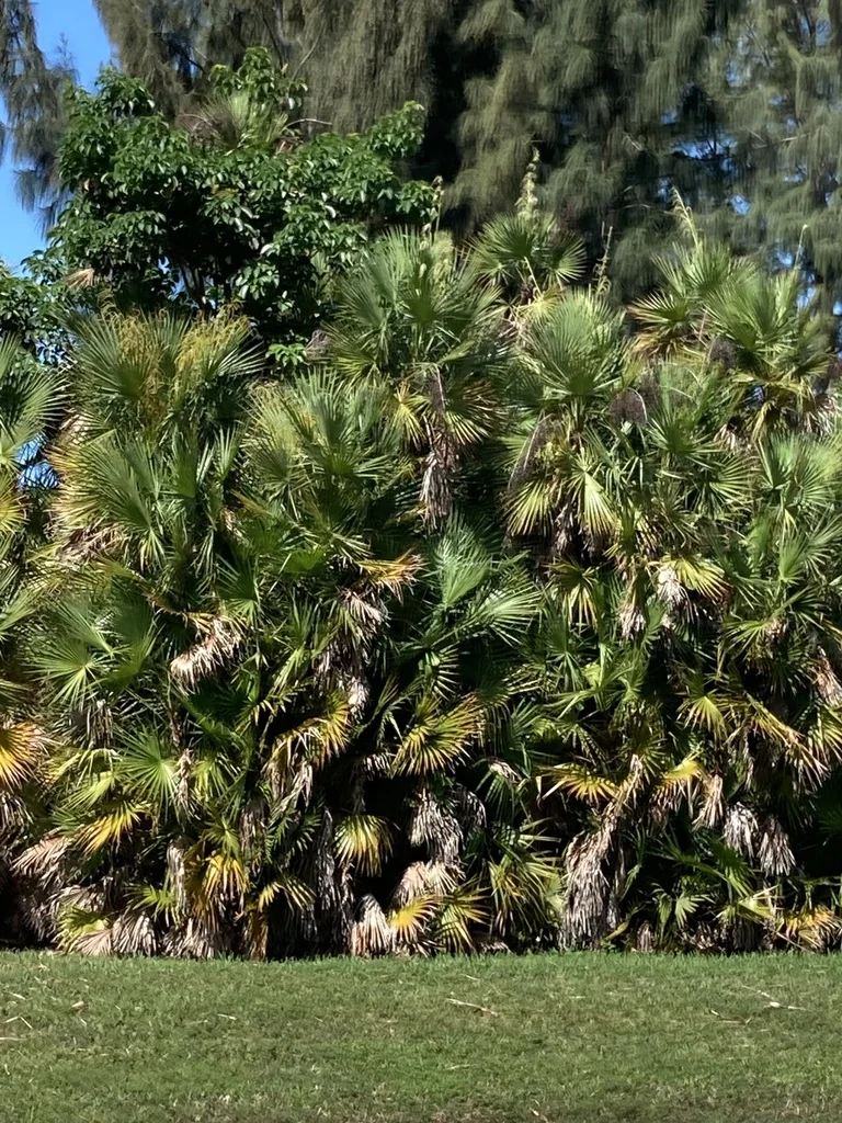 Acoelorrhaphe wrightii