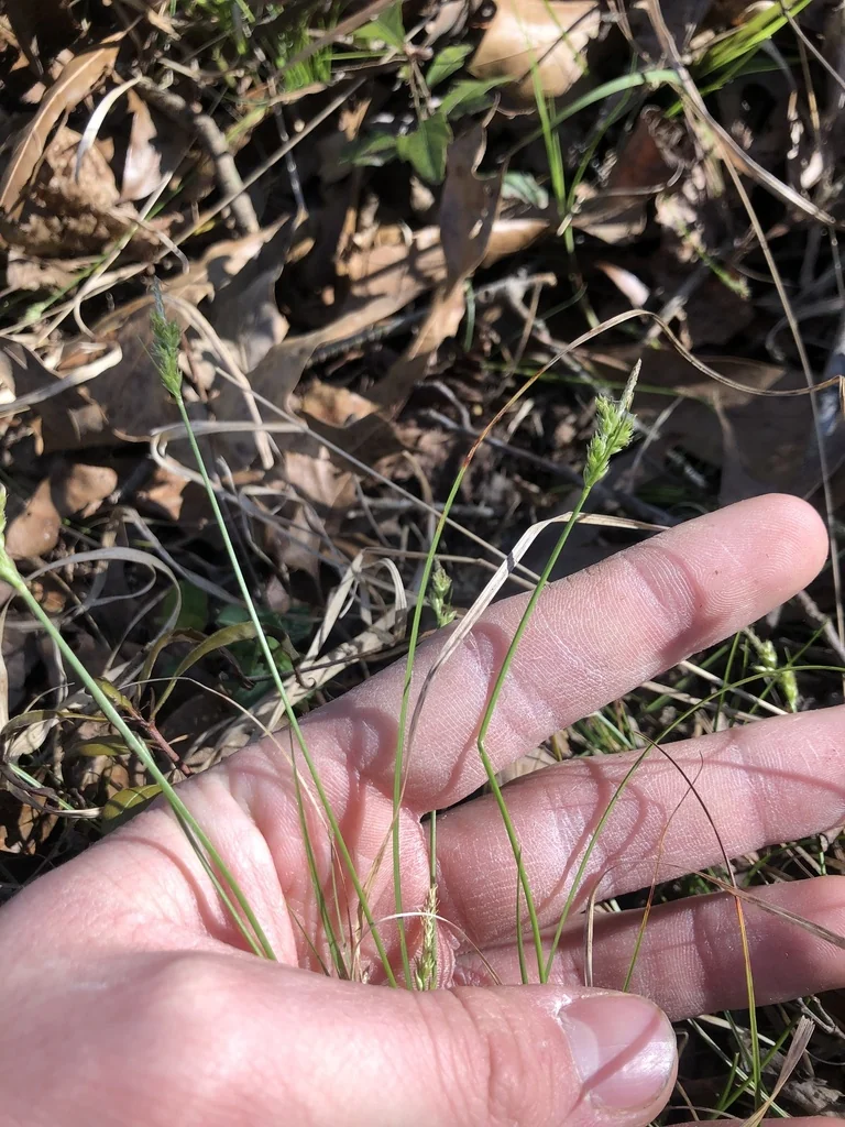 Carex Albicans