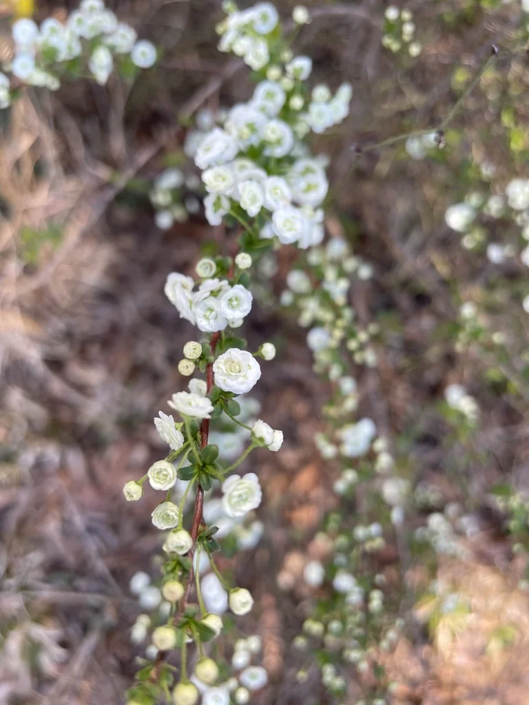 Spiraea Prunifolia