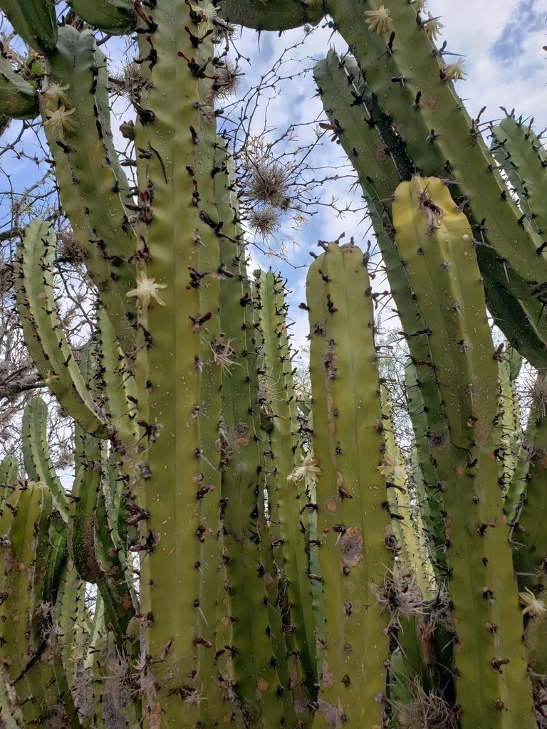 Myrtillocactus Geometrizans