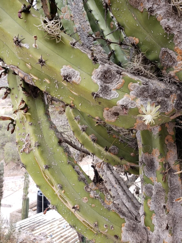 Myrtillocactus Geometrizans