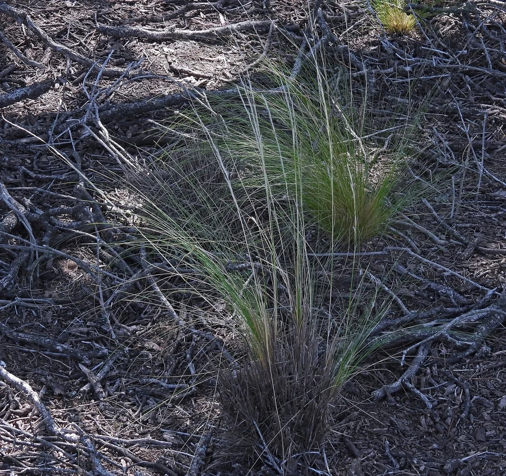 Stipa Ichu