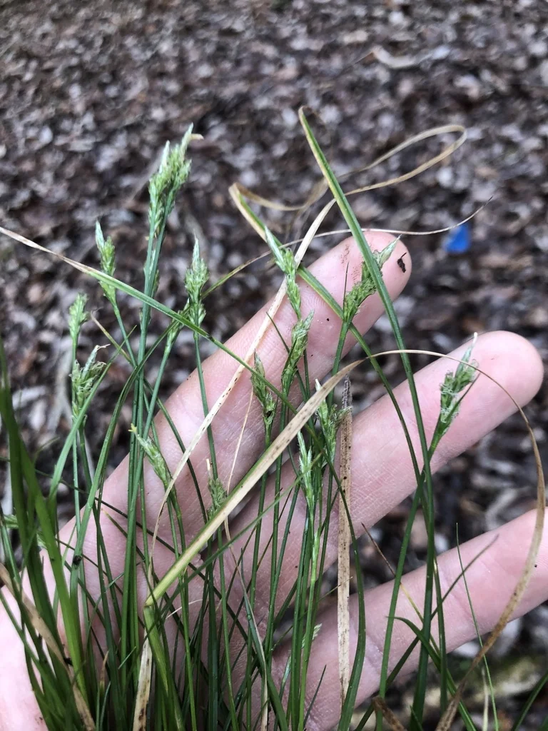 Carex Albicans