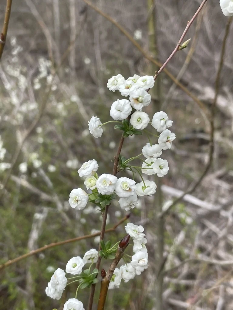 Spiraea Prunifolia