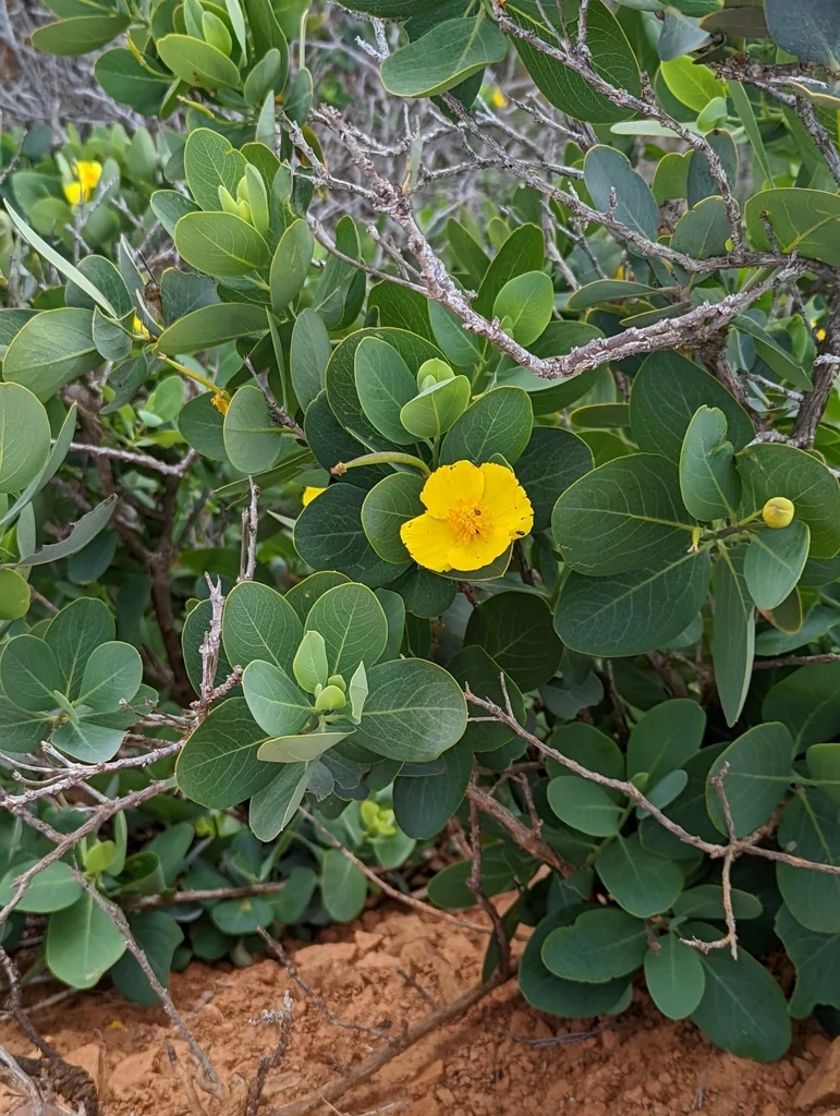 Dendromecon Harfordii