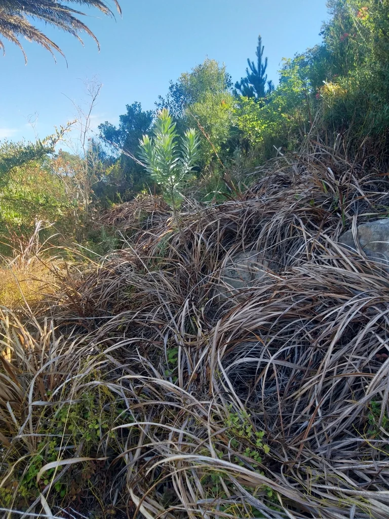 Leucadendron Argenteum