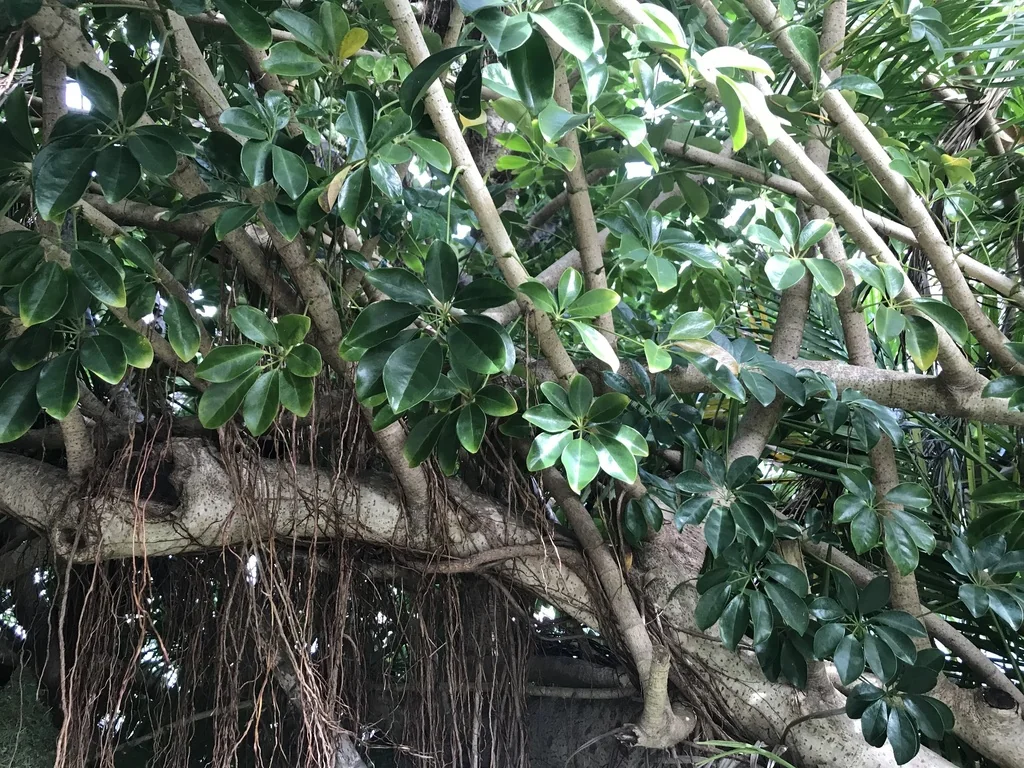 Schefflera Arboricola