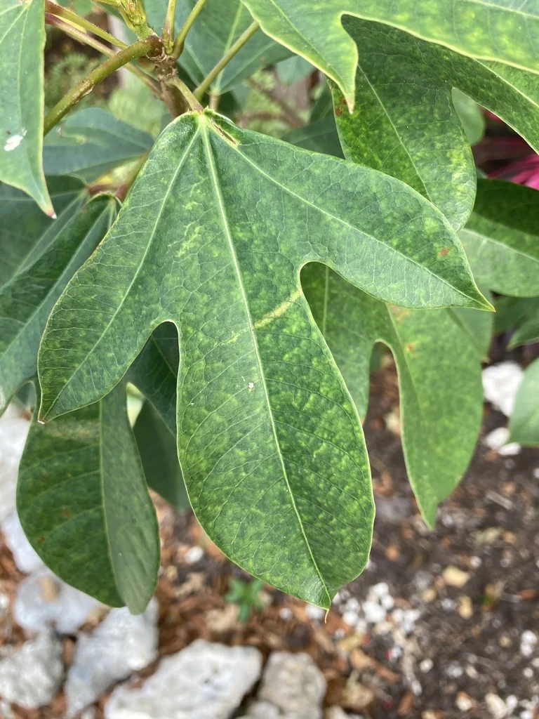 Jatropha Integerrima