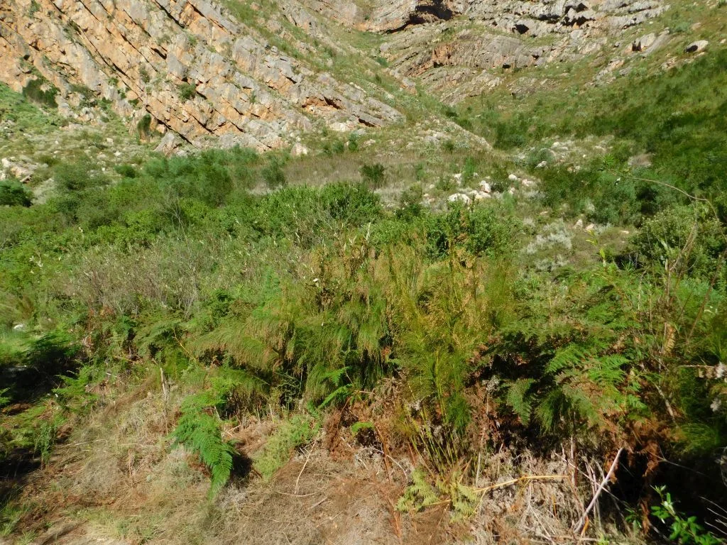Ischyrolepis Subverticillata