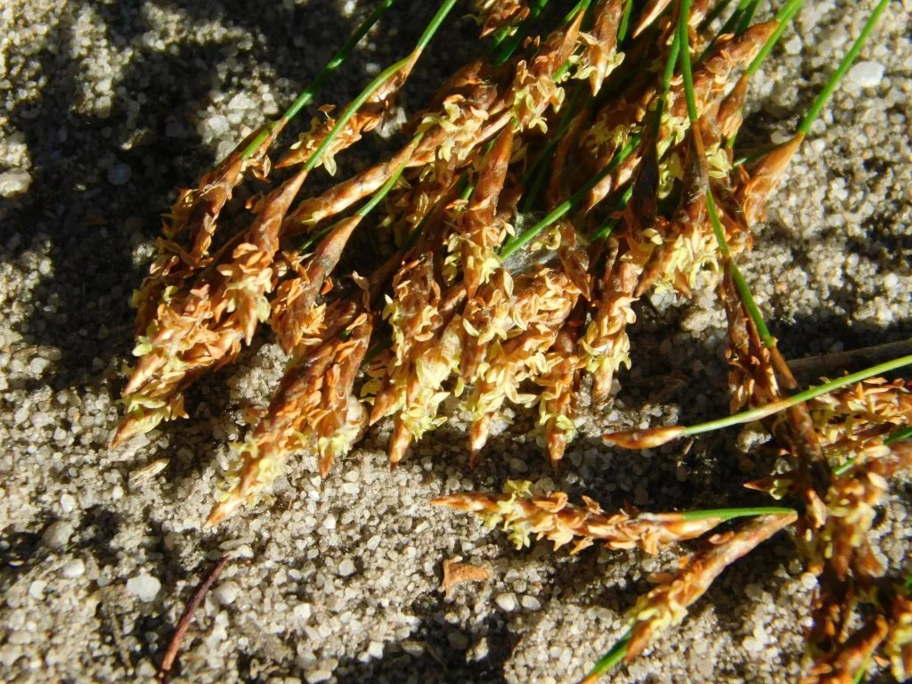 Ischyrolepis Subverticillata