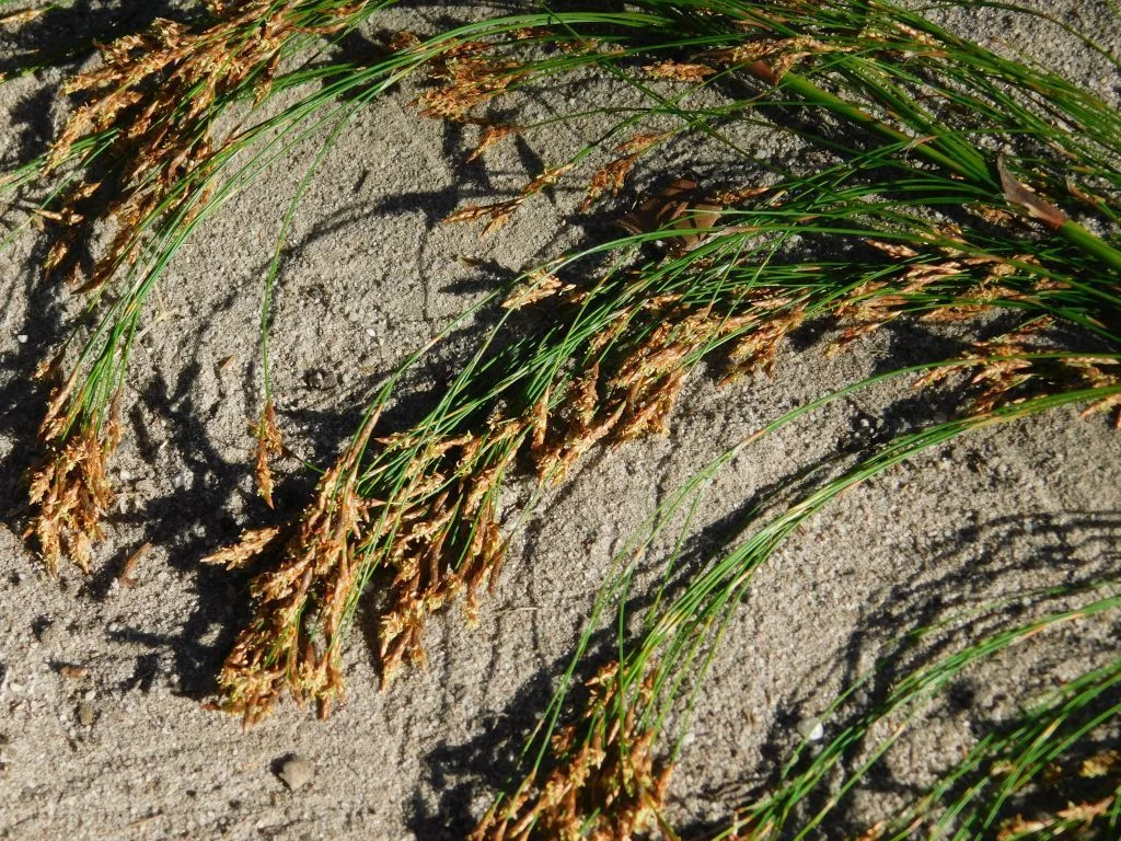 Ischyrolepis Subverticillata