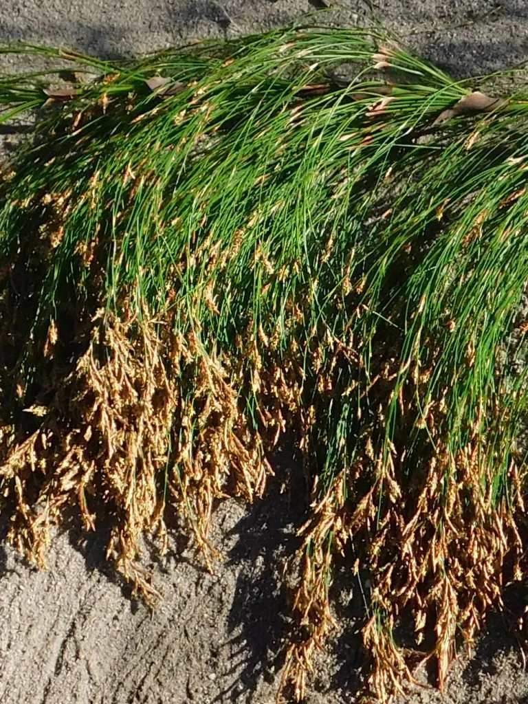 Ischyrolepis Subverticillata