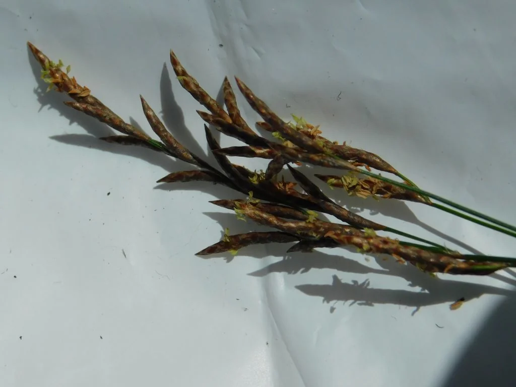 Ischyrolepis Subverticillata