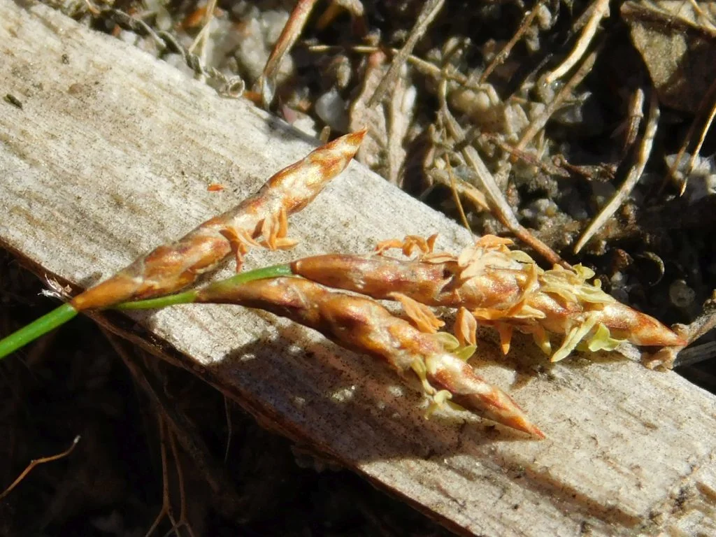Ischyrolepis Subverticillata