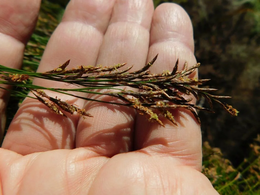 Ischyrolepis Subverticillata