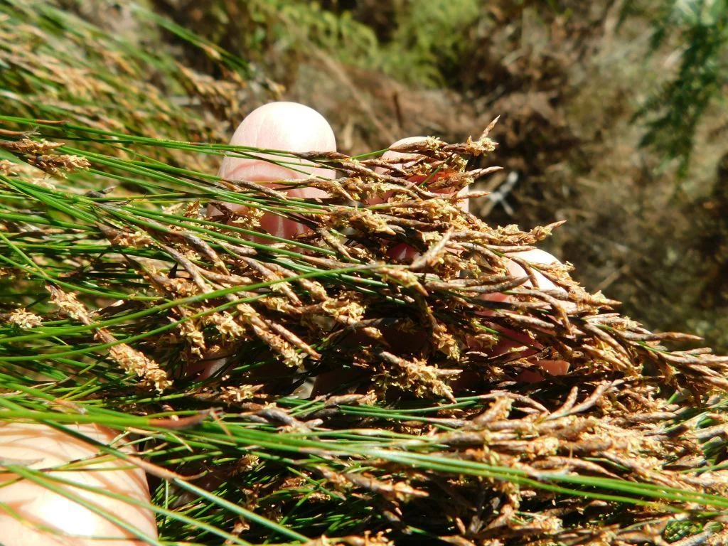 Ischyrolepis Subverticillata