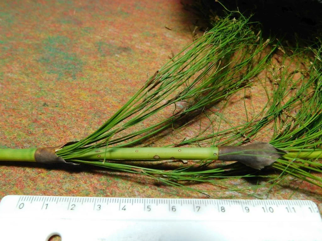 Ischyrolepis Subverticillata