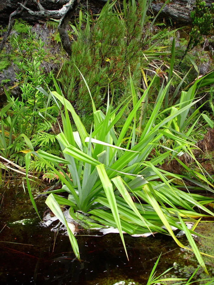 Astelia Chathamica