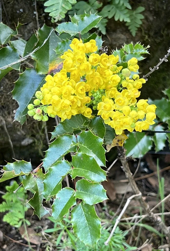 Berberis Pinnata