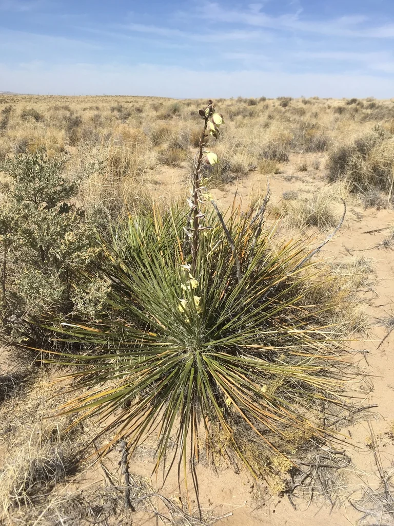 Yucca Baileyi