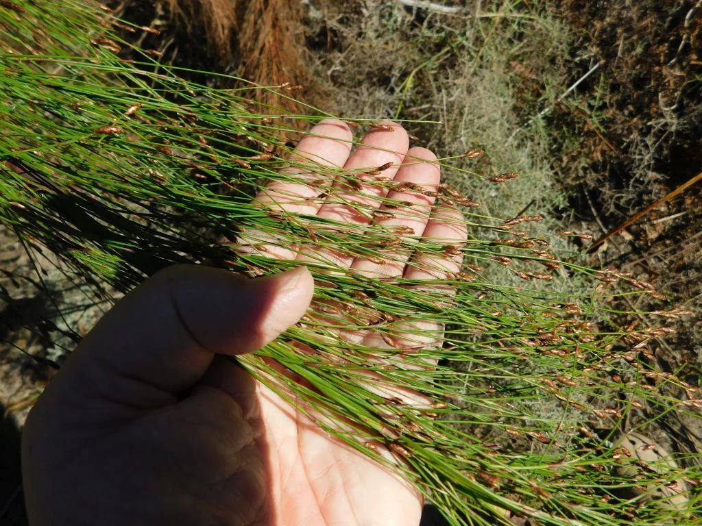 Ischyrolepis Subverticillata