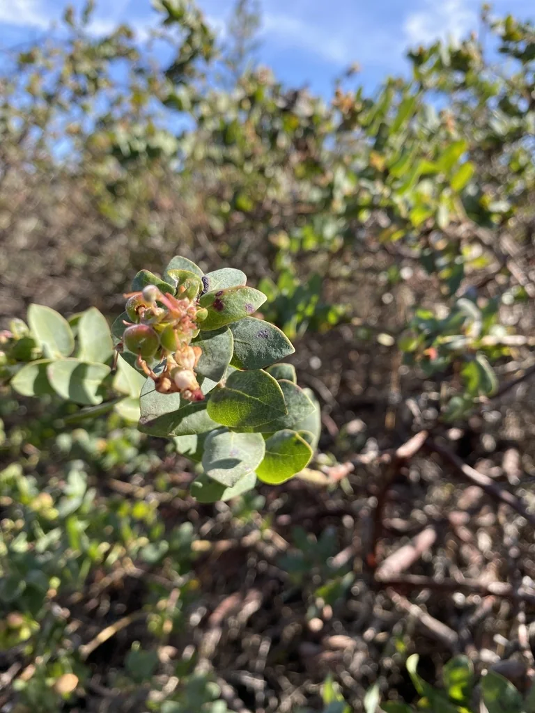 Arctostaphylos Pajaroensis