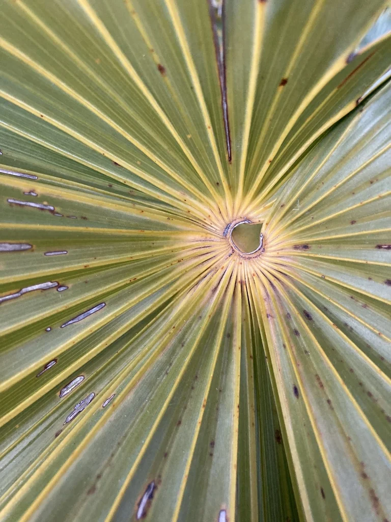 Leucothrinax Morrisii