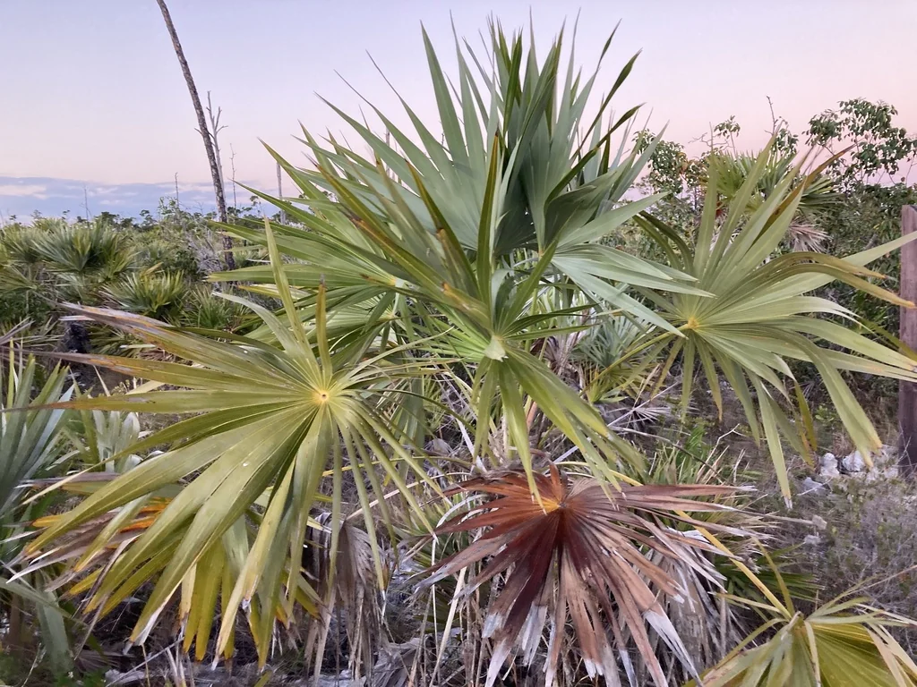 Leucothrinax Morrisii