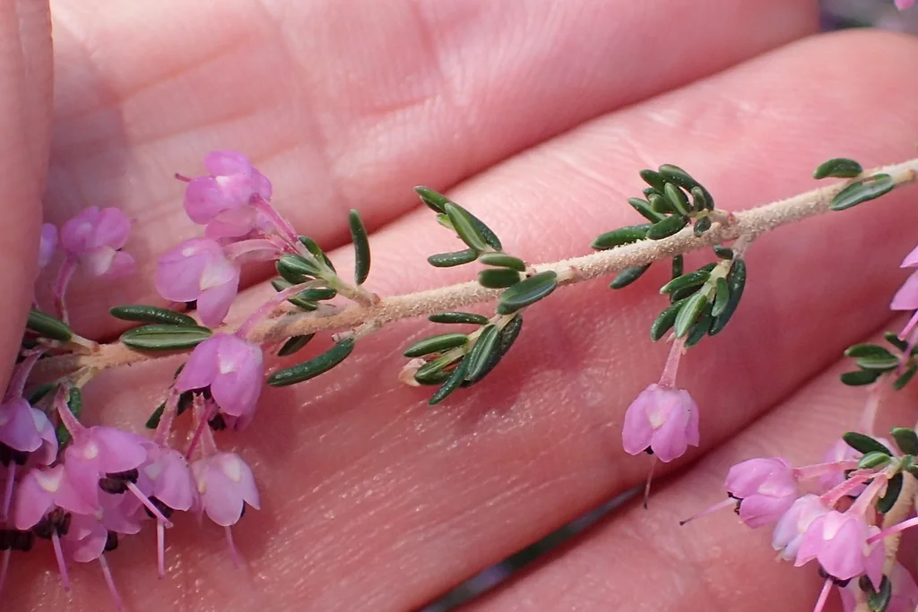 Erica Canaliculata
