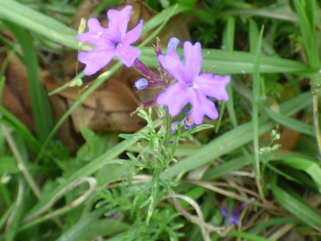Glandularia Pulchella