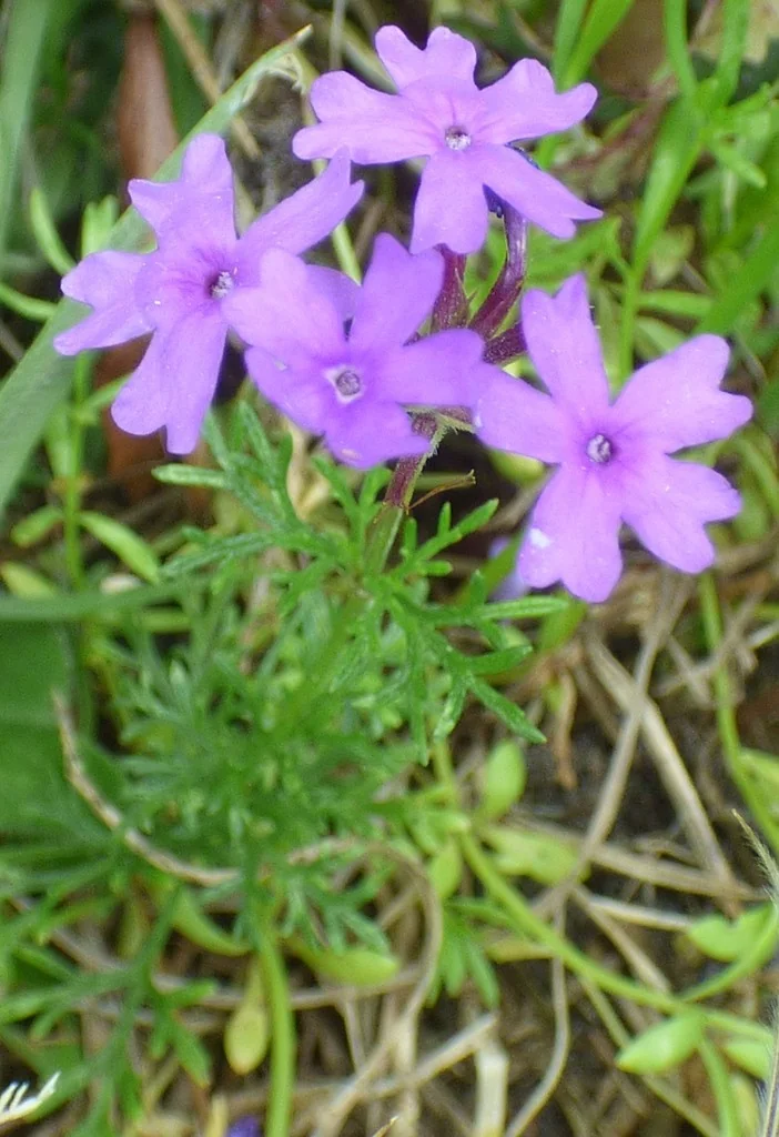 Glandularia Pulchella