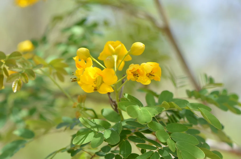Caesalpinia Mexicana
