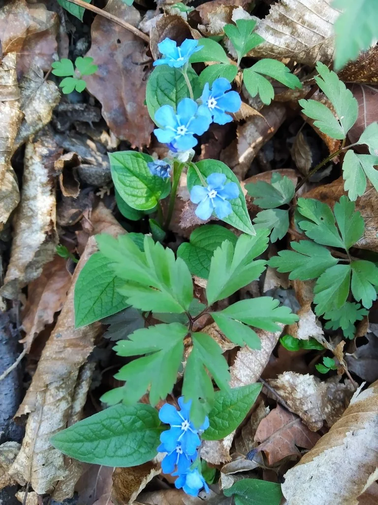 Omphalodes Verna