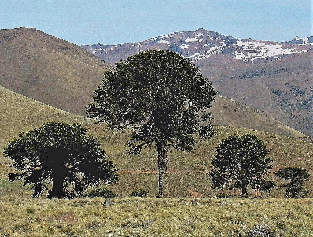 Araucaria Araucana