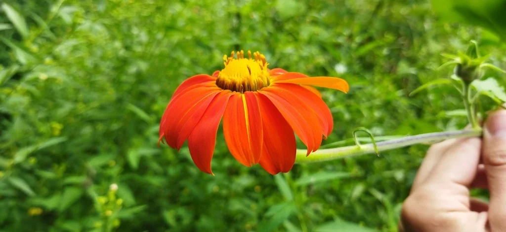 Tithonia Rotundifolia
