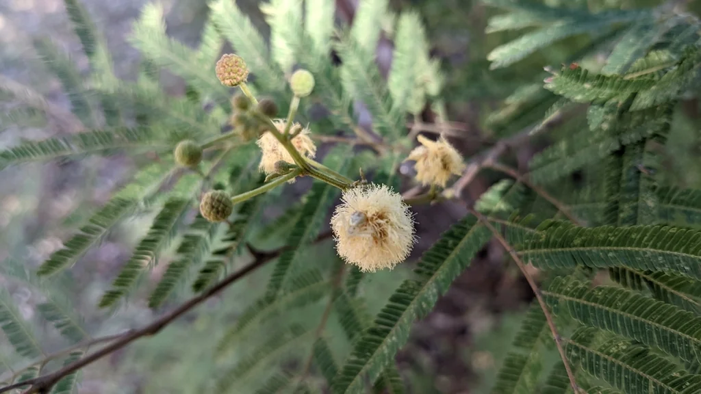 Acacia Berlandieri