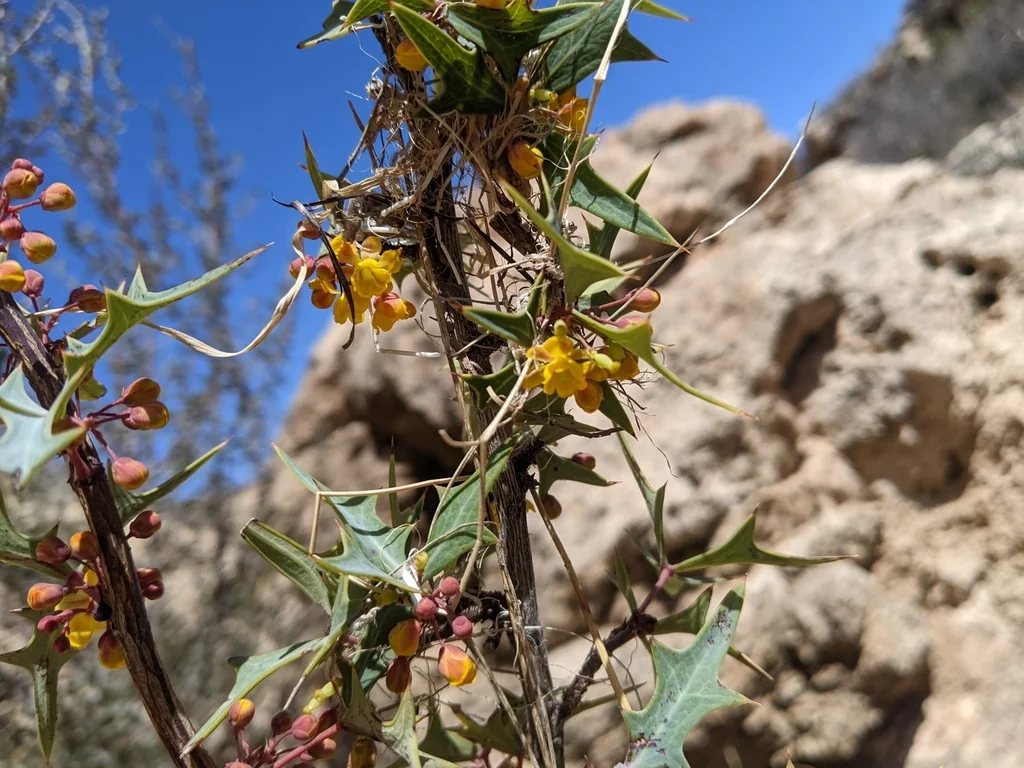 Berberis Haematocarpa