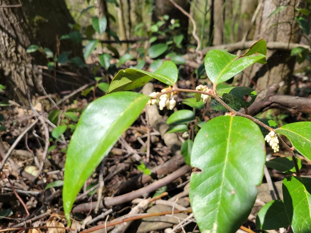 Leucothoe axillaris