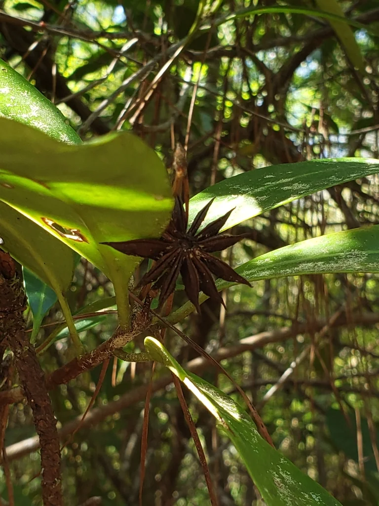 Illicium Floridanum