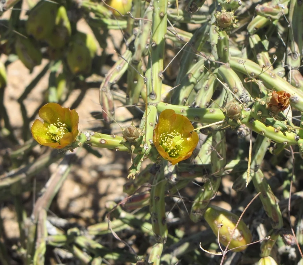Cylindropuntia Arbuscula