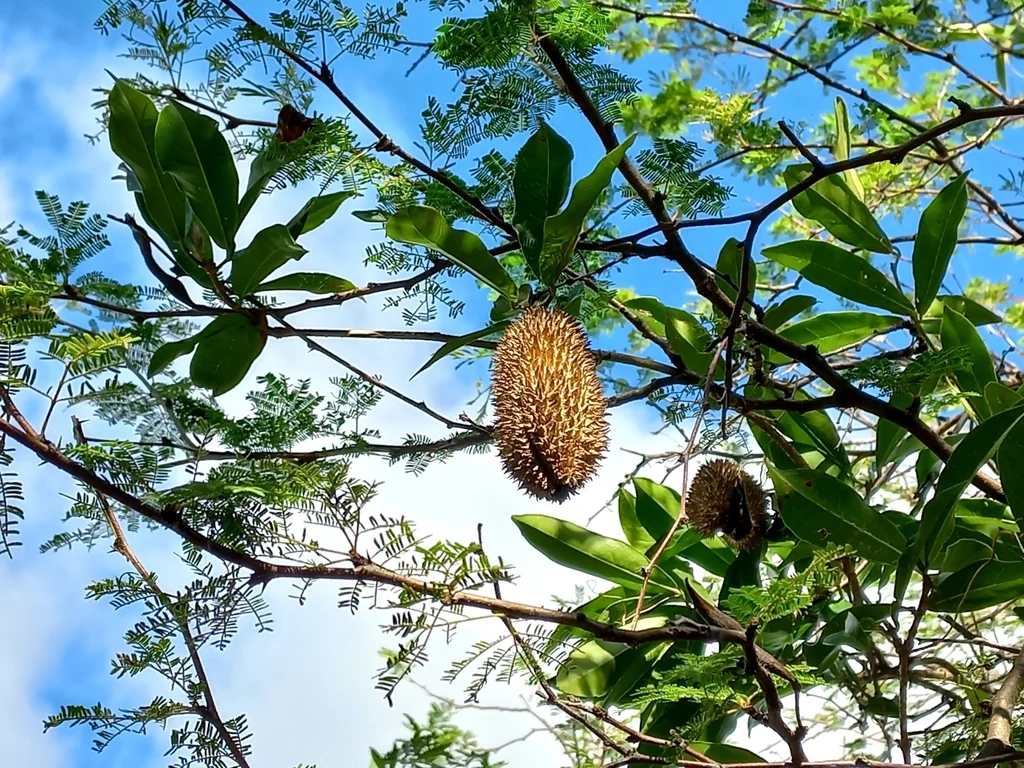 Clytostoma Callistegioides