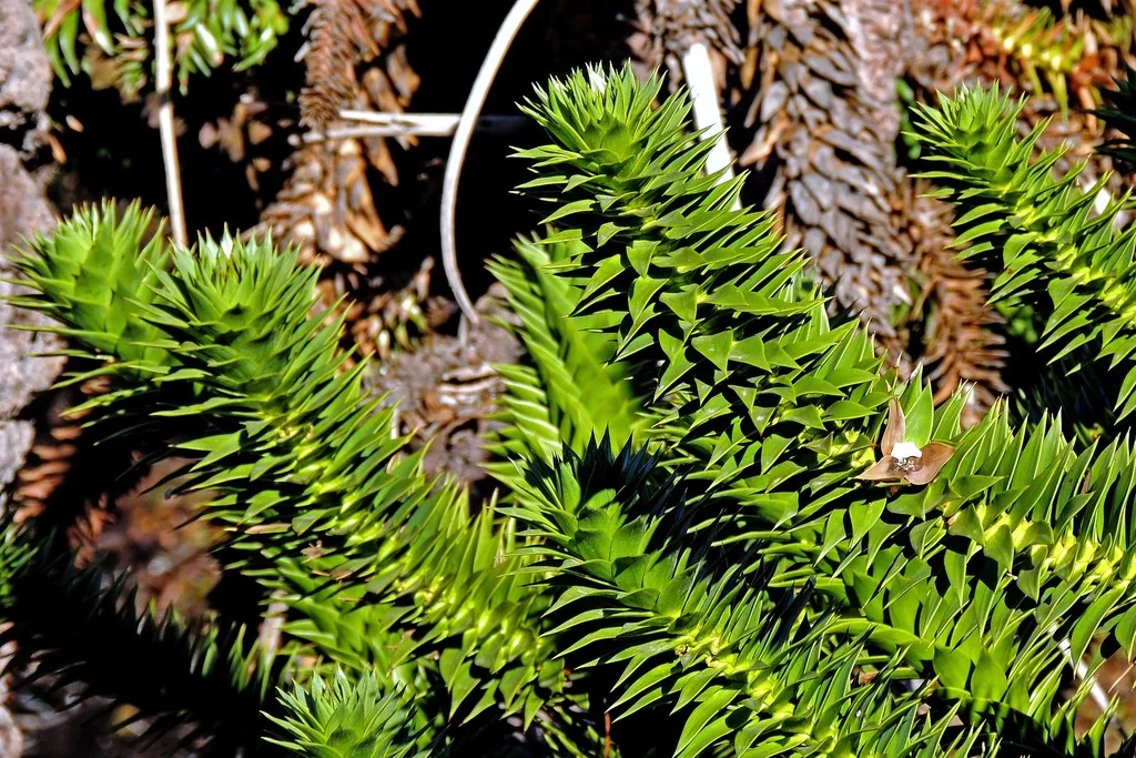 Araucaria Araucana
