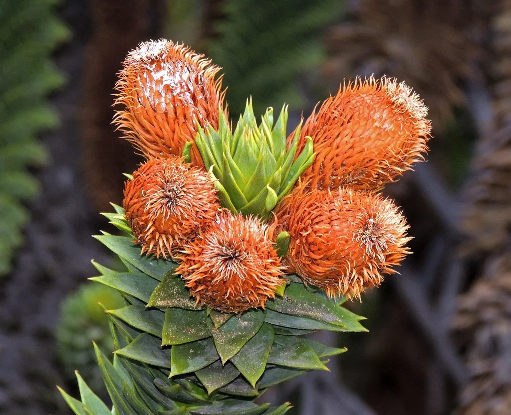 Araucaria Araucana