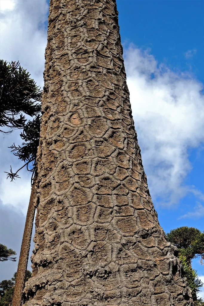 Araucaria Araucana
