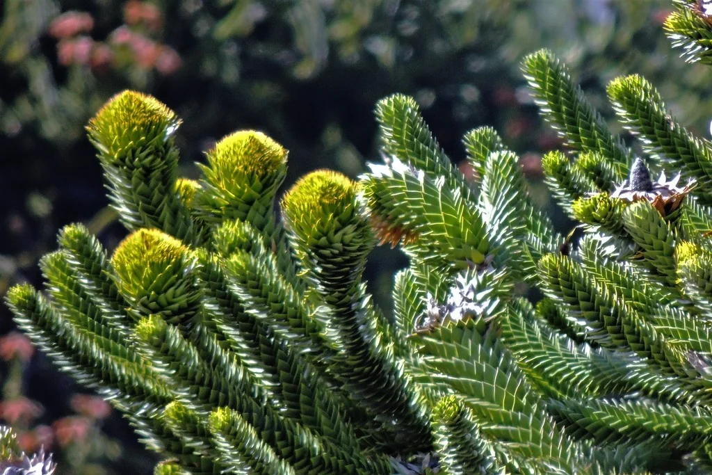 Araucaria Araucana
