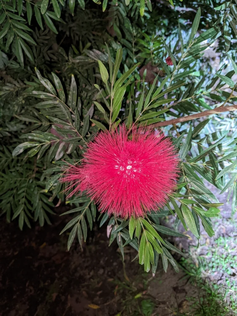 Calliandra Haematocephala