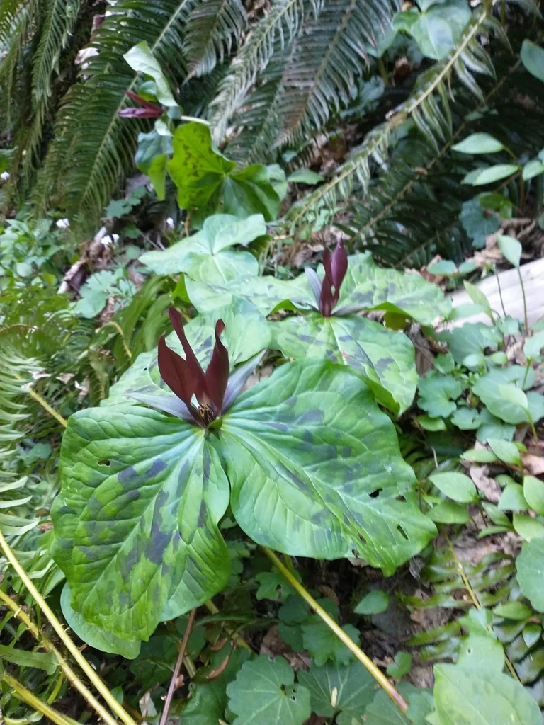 Trillium Kurabayashii