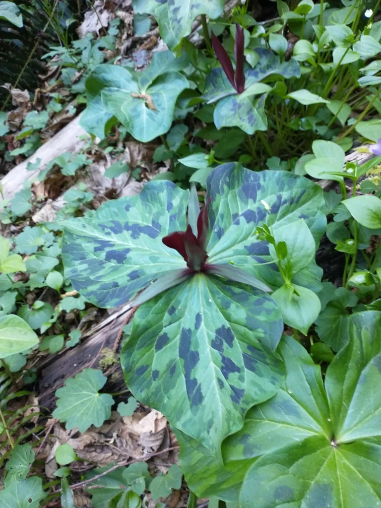 Trillium Kurabayashii